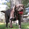 Zubeh�r KONG Hund Wavz Bunjiball Medium assorted