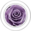 lavender Rose PopSockets PopGrip for MagSafe