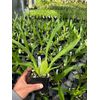 Oncidium Aka Baby 'Raspberry Chocolate' Comes in 4" Pot