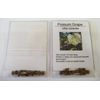Native Possum Grape - Vitis cinerea - 10 Seeds (Organically Grown)