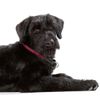 HUNTER Freestyle Training Collar with Stop Ring, 30 (XS-S)