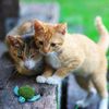 KONG Refillable Catnip Turtle Cat Toy