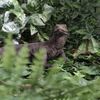Vivid Arts - Komodo Dragon - PP-KOMO-F