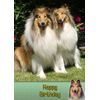 Rough Collie Birthday Card
