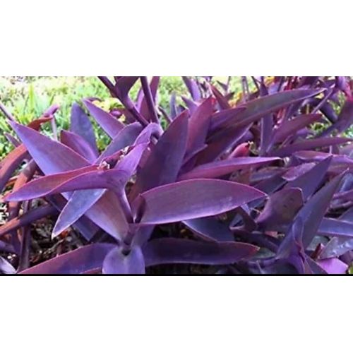 Purple Heart 5 Cuttings, Purple, Easy to Grow Perennial Plant, Free Shipping