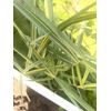 2 Dwarf Bamboo Pond Plant Marginal Bog