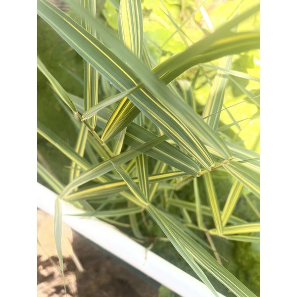 2 Dwarf Bamboo Pond Plant Marginal Bog