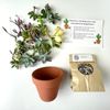 Arrangement Succulent DIY Kit - 3” Pot