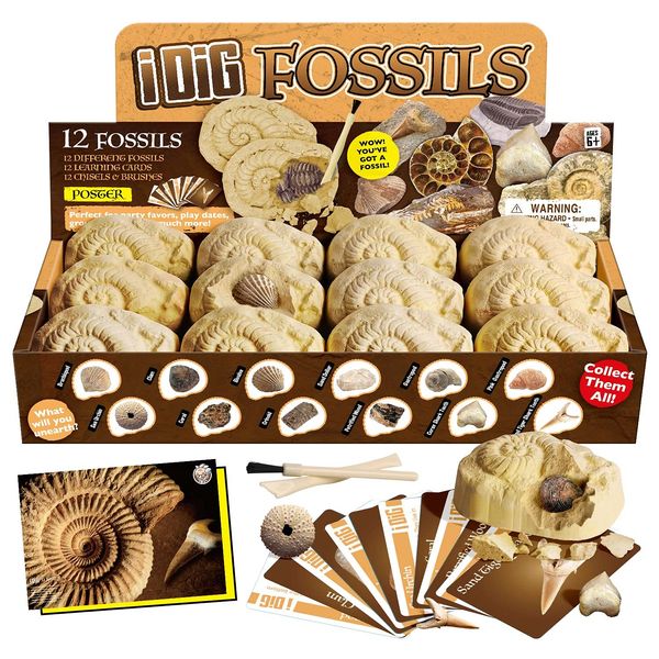 XXTOYS Fossil Excavation Kit, Fossil Specimens, Fossil Excavation Kit, Natural Fossil Excavation Set, Excavation Toy, Set of 12, Paleontology, Present, Gift