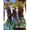 OREGANO LIVE PLANTS,  ORGANIC, 6 Starts