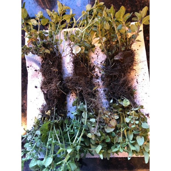 OREGANO LIVE PLANTS,  ORGANIC, 6 Starts