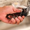 Danco 10909, Black, Multi-Use Aerator Key