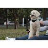 CeladaPlanet Bark Collar for Dogs - Water Resistant Adjustable  AntiBark Remote