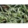 5 Bareroot bulbs - Silver Squill Leopard Plant, Lily,  Ledebouria socialis