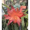 2 ORANGE QUEEN AporoCactus Succulents Cactus