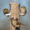 Brushed Copper 6 Port Seed Feeder