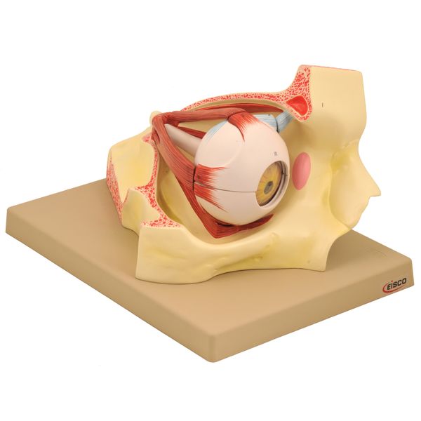 Eisco Labs Human Eye in Bony Orbit Model
