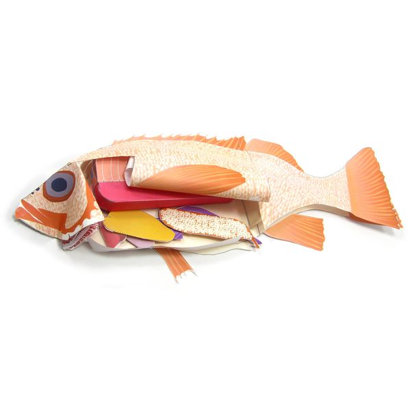 NewPath Atlantic Perch Fish Dissection 3-D Model Making Kit - Individual Student Edition (17-7747)