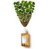 SKIN1004 Centella Ampoule 55ml / Centella Ampoule 55ml / Soothing 100% Deer Serum
