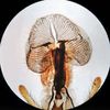 AmScope 40X-640X Scholar Biology Student Compound Microscope w 25 Prep Slides