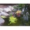 9" Diameter Floating Pond Planters/Islands, 3-Pack - Value Pack for Water Plants