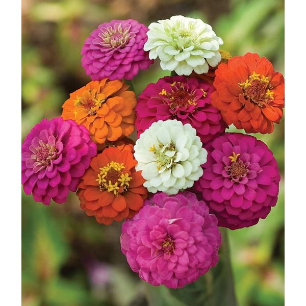 Burpee Cut & Come Again Zinnia 175 Colorful Annual Flower Seeds