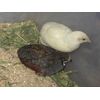 3 Fertile Button Quail Hatching Eggs - All Colors & Shipped in Foam