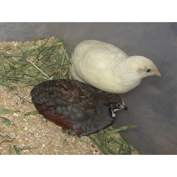 3 Fertile Button Quail Hatching Eggs - All Colors & Shipped in Foam