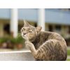 cat allergy remover - CAT ALLERGY RELIEF - ADVANCED - quercetin for pets
