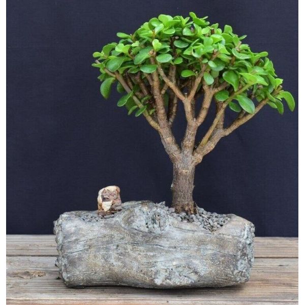 Baby Jade Bonsai Tree 8"H In Faux Log Planter Indoor Portulacaria Afra GreatGift