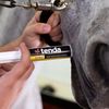 Tenda Calming Paste - B-Calm - Specially Designed to Calm The Equine Athlete Without Affecting Performance