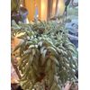burros tail succulent cutting