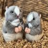 Auswella Plush Grey and White 5" and 6" Hamsters