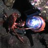 Lomo Marine LED Diving Strobe Light