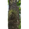 Tillandsia Bromeliad Bartram Bartramii air plant hardy