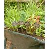 Cast Brass Angelica Herb Label