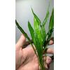 Marcus Fish Tanks - 3X Java Fern Microsorum Pteropus Easy Live Aquarium Plants Aquatic Fish Tank Plants