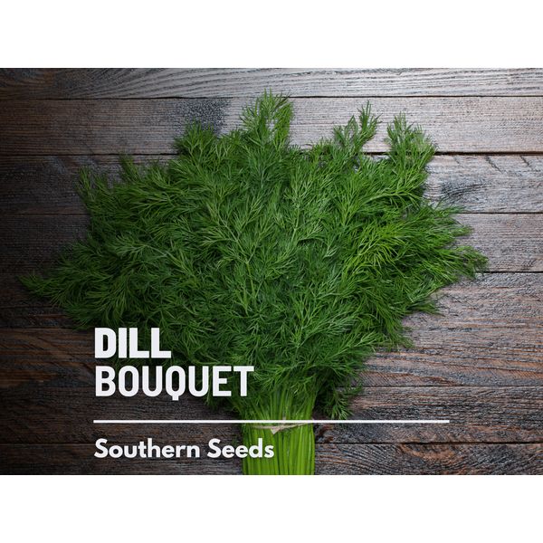 Dill, Bouquet - 100 Seeds - Culinary Herb - Heirloom - NonGMO