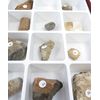 American Educational General Fossil Collection