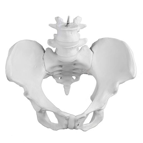 Vision Scientific VAP217 Female Pelvis with 4th & 5th Vertebrae | Extremely Accurate and Detailed Representations of The Female Pelvic Bones | Life size for Accurate Study of The Anatomical Features
