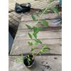 Phoenix Tears Goji Berry 2.5” container, dormant, no leaves