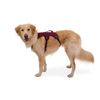RUFFWEAR 1874137 Webmaster Harness (XXS, Blaze Orange (BZOG)
