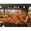 LIVE Carnivorous Cape Sundew (Drosera capensis Typical) Large Flowering