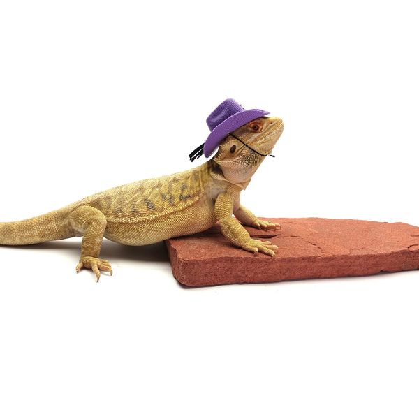 Carolina Designer Dragons' Bearded Dragon Cowboy Hat, Purple