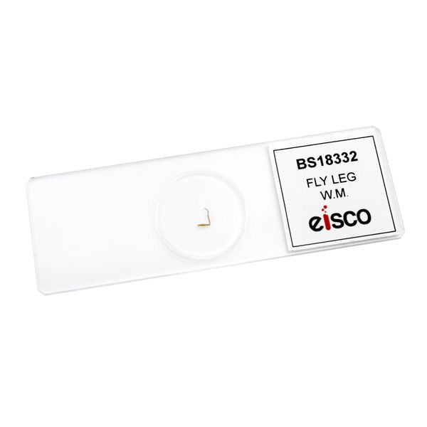 EISCO Fly Leg, W.M, Prepared Microscope Slide - 75 x 25mm - Biology & Microscopy