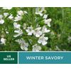 Savory, Winter - 100 Seeds - Culinary & Medicinal Herb - Non GMO