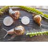 LIVE HELIX ASPERSA PET LAND SNAILS EIGHT (8)  Tiny, Small, Medium & Large sizes