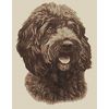 Elite Designs Dark Cockapoo (Sepia) Cross Stitch Kit