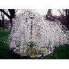 2 Weeping Cherry trees 2.5" pot