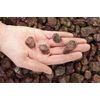 Fantasia Materials: 2 lbs Red Corundum Ruby AAA Grade Rough Stones from India